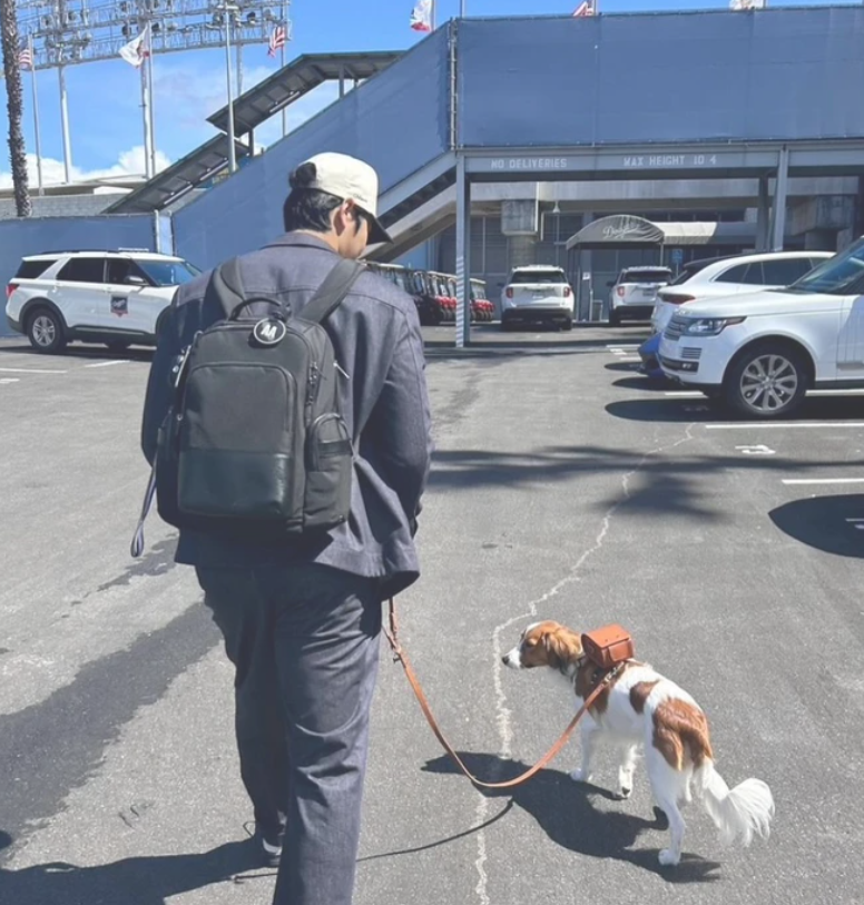 大谷翔平選手の愛犬「デコピン」の犬種の性格は？飼いやすいのか気になる！