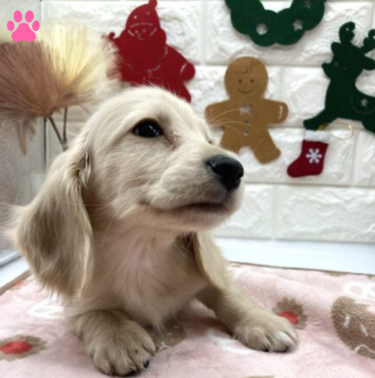 「pet plaza（ペットプラザ）」のワンちゃん ミニチュア・ダックスフントの画像。